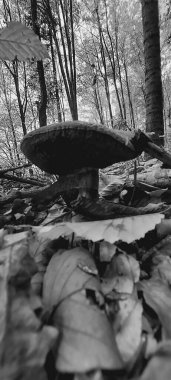 Güzel bir sonbahar ormanı Ağacı olan