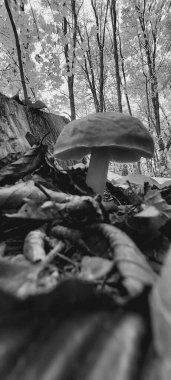 Ormanda güzel mantarlar, bitki örtüleri ve hayvanlar