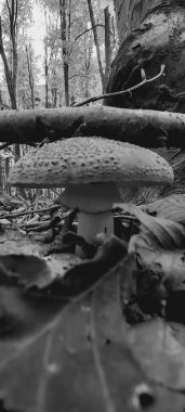 Ormanda mantar, bitki örtüsü ve yapraklar