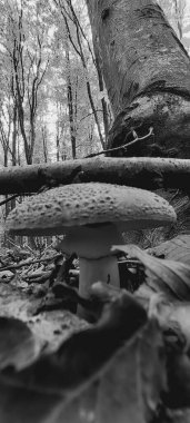 Ormanda mantar mantarı