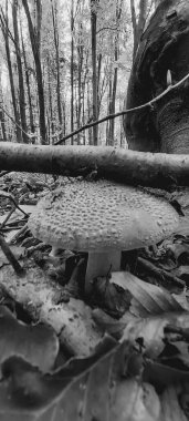 Bir mantarın siyah beyaz fotoğrafı