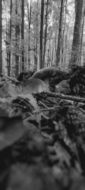 Sabah ormanın güzel manzarası