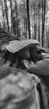 Sonbahar manzarası, parktaki orman, sonbahar mevsimi.