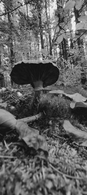 Sonbahar ormanındaki mantarlar