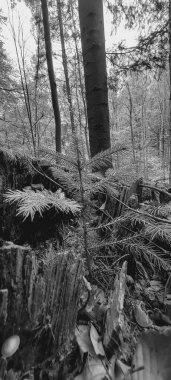 Ormandaki genç bir adamın siyah beyaz fotoğrafı.