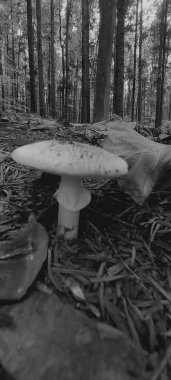 Ormanda beyaz mantar