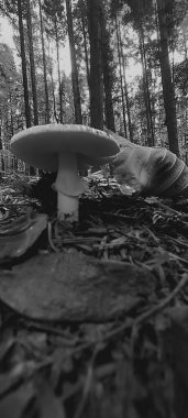 Ormanda mantar. Ormanda mantar. Ormanda mantar. Ormanda mantar. Ormanda mantar. Ormanda mantar