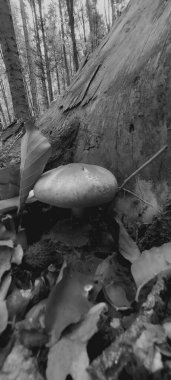 Ormandaki bir ağacın siyah beyaz fotoğrafı..