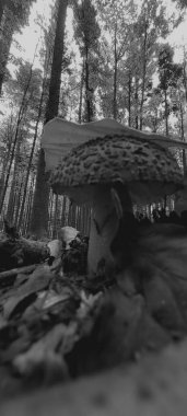 Ormanın güzel manzarası