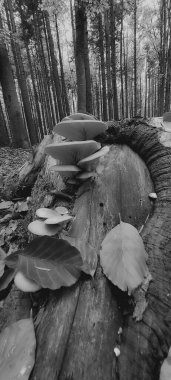 Ormandaki bir ağacın siyah beyaz fotoğrafı.