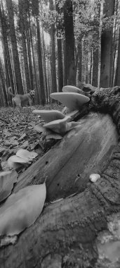 Ormandaki bir ağacın siyah beyaz fotoğrafı.