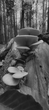 Doğanın güzel manzarası