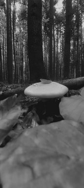 Ormanda sonbaharda ormanda bir mantarın dikey görüntüsü.