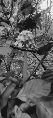 Güzel botanik fotoğrafı, doğal duvar kağıdı.