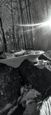 Ormandaki bir ağacın siyah beyaz fotoğrafı.