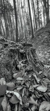 Düşen yaprakları olan güzel bir sonbahar ormanı