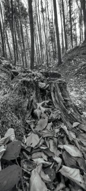 Ormanın güzel manzarası