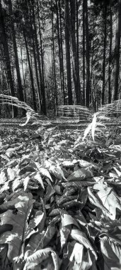 Ormandaki güzel bir ağacın siyah beyaz fotoğrafı.