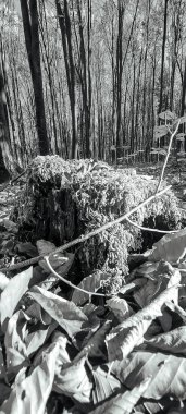 Ormanın güzel manzarası