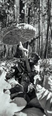 sonbahar ormanda mantar