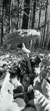 Ormandaki ağaçta mantar. Parktaki sonbahar ormanı