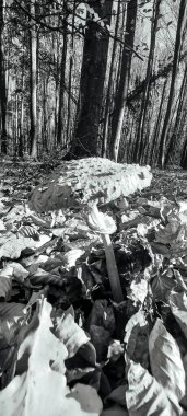 Sonbaharda güzel bir ormanın siyah beyaz fotoğrafı.