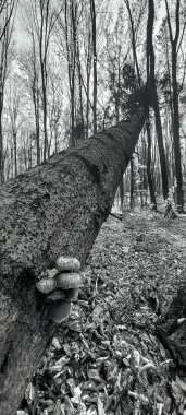 Ormandaki bir ağacın siyah beyaz fotoğrafı.