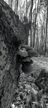 Arka planda bulanık bir ağaç gövdesinin yakın plan görüntüsü.