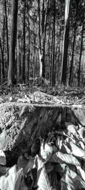 Ormandaki bir ağacın siyah beyaz resmi.