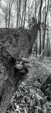 Ormandaki yaşlı ağaç