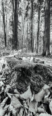 Ormandaki bir yığın ağacın dikey görüntüsü.