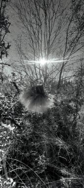 Doğanın güzel manzarası