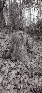 Ormandaki ağaç kütüğü