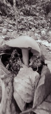 Ormanda büyüyen mantar