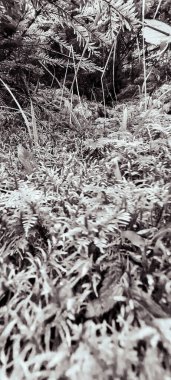 arka plan siyah ve beyaz