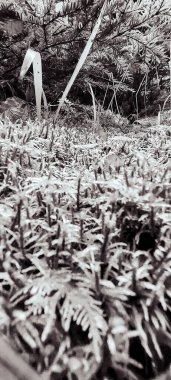 Doğanın güzel manzarası