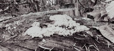 Yosun ve yapraklarla kaplı bir ağaç kütüğünün yakın plan çekimi.