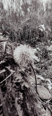 Ormanın güzel manzarası