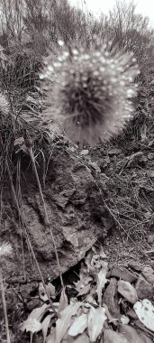 Güzel botanik fotoğrafı, doğal duvar kağıdı.