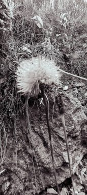 Ormanda güzel çiçekler