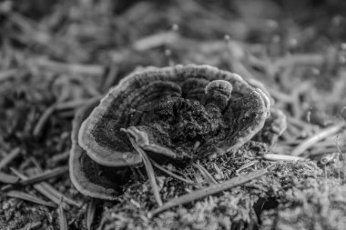 Ormanda mantar, siyah ve beyaz. makro fotoğraf.