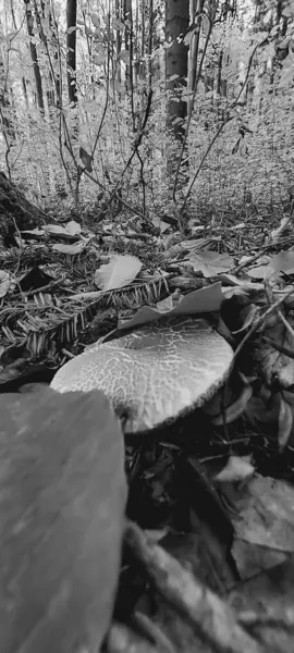 Köpekli genç bir kadının siyah beyaz fotoğrafı.