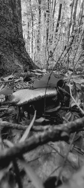 Yerdeki paslı metal boru.