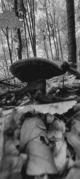 Güzel bir sonbahar ormanı Ağacı olan