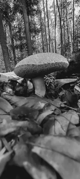 Sonbahar mevsiminde ağaç gövdesinde büyüyen mantar.