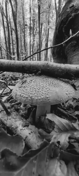 Bir mantarın siyah beyaz fotoğrafı