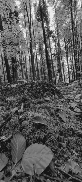 Sonbahar yaprakları siyah beyaz bir ağaçta