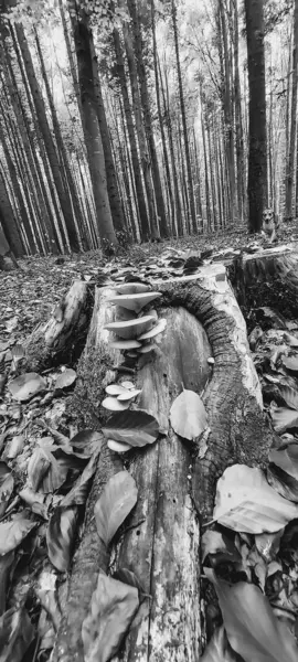 Güzel sonbahar manzarası. arkaplan, doku, duvar kağıdı,