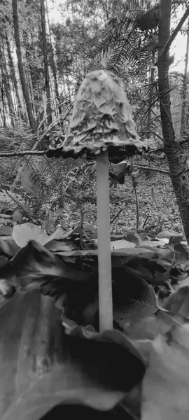 Güzel botanik fotoğrafı, doğal duvar kağıdı.