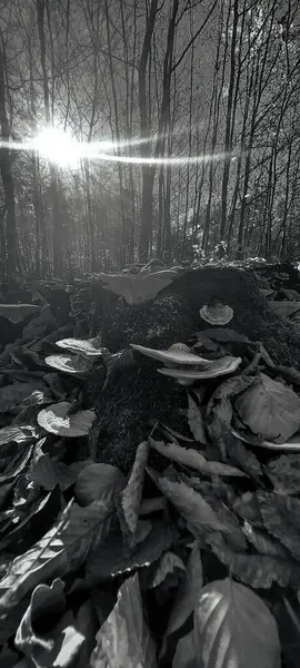 Ağaçlar ve yapraklarla dolu güzel sonbahar manzarası